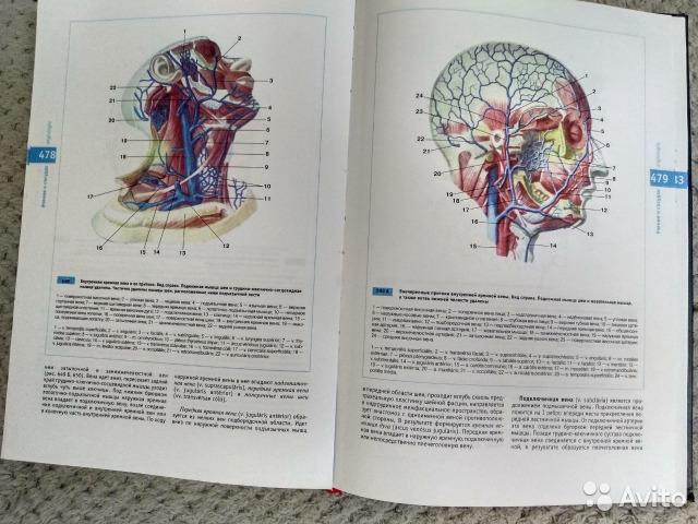 Атлас нормальной анатомии. Анатомия человека атлас м.р Сапин. Анатомия атлас Сапин Швецов. Сапин Никитюк Швецов атлас нормальной анатомии человека. Атлас по анатомии Сапин 2 том.