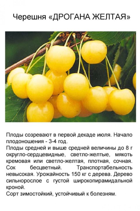Сорта черешни фото опылители