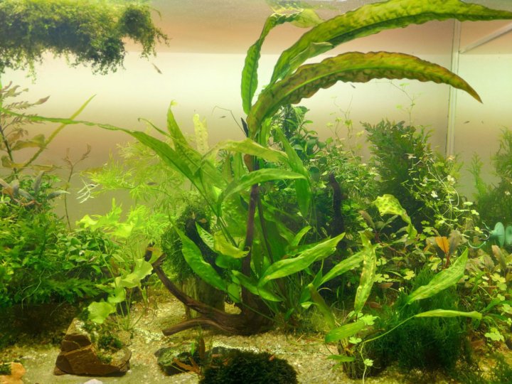 растение в аквариум