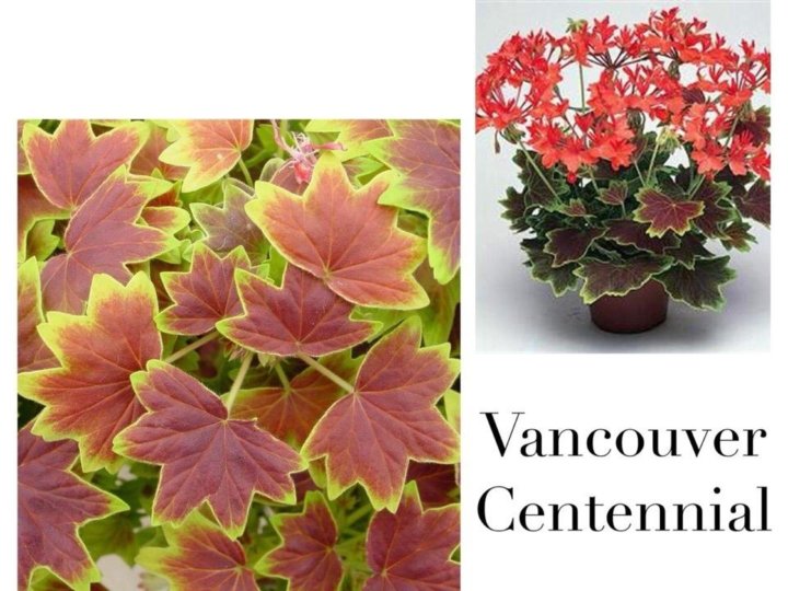 Vancouver centennial пеларгония фото и описание