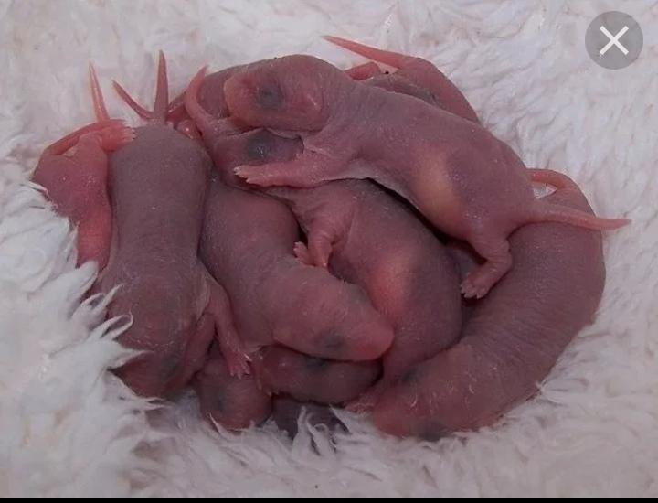 Новорожденные крысята дамбо. Крыса дабл рекс. Как размножаются крысы домашние. Через сколько родит крыса. Через сколько родит крыса.