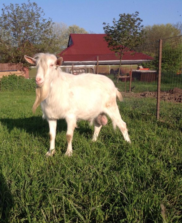 Зааненская коза. Характеристика зааненских коз. Коза дойная зааненская молочная. Молочная коза порода зааненская. Зааненские козы фото.