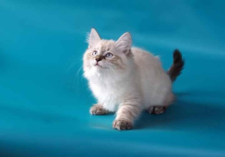 Котята невской маскарадной кошки. Невские маскарадные котята. Невская маскарадная кошка с котятами. Коты невская маскарадная вислоухие. Авито москва котенок невской маскарадной.
