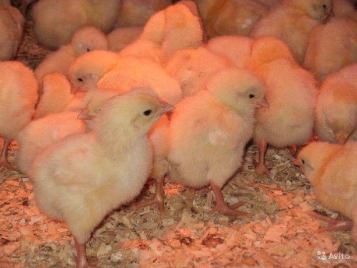 Цыплята бройлеры краснодарский край. Бройлер кобб 500. Суточные цыплята бройлеров кабб500. Бройлер росс 308. Бройлер кобб 500 подрощенный.