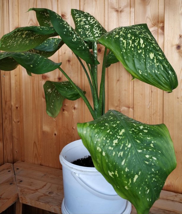 Диффенбахия взрослое растение. Диффенбахия tropic snow. Диффенбахия maculata. Диффенбахия бархатная. Диффенбахия maculata.