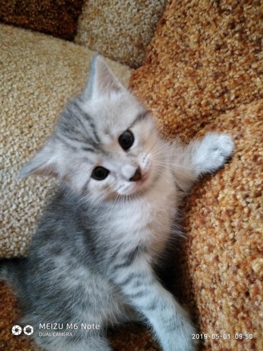 Уральская Кошка Фото