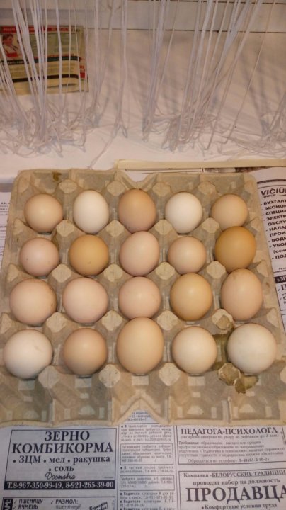 Купить яйца кур на авито. Сколько стоит яйцо утки. Фото с авито с яйцами. Сколько стоить утиняя яйцо. Цена утиных яиц за десяток.