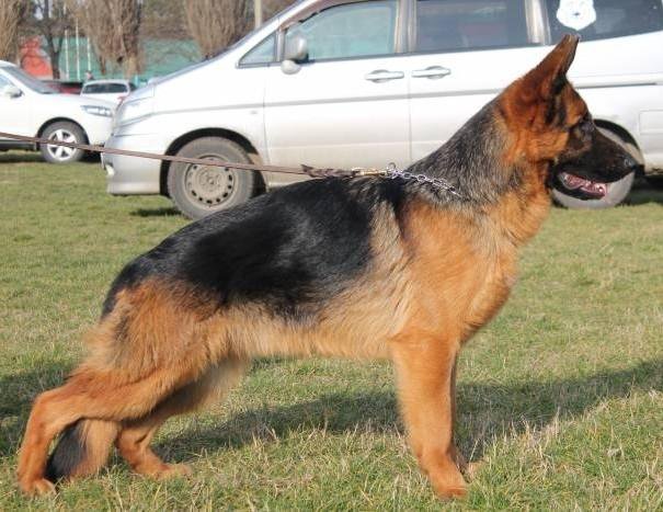 Гарафийская овчарка. Немецкая овчарка макс. Зенненхунд бернский гладкошерстный. Собака герц. Собака герц.