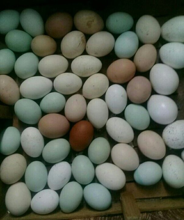 Яйца попугая. Какого цвета яйца у попугаев. Маленькие яйца. Яйцо попугая купить