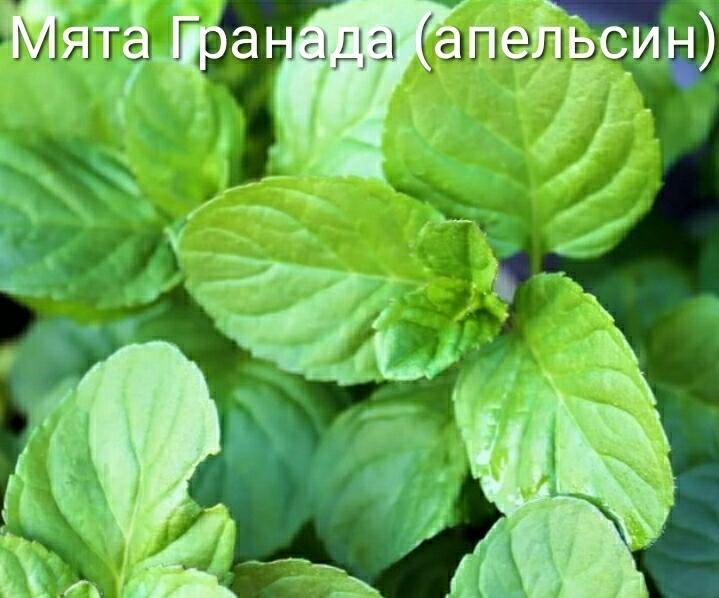 Мята многолетняя. Мята перечная лимонная. мята лимонная цитрата. мята сорт лимонник. рассада мяты бергамот.