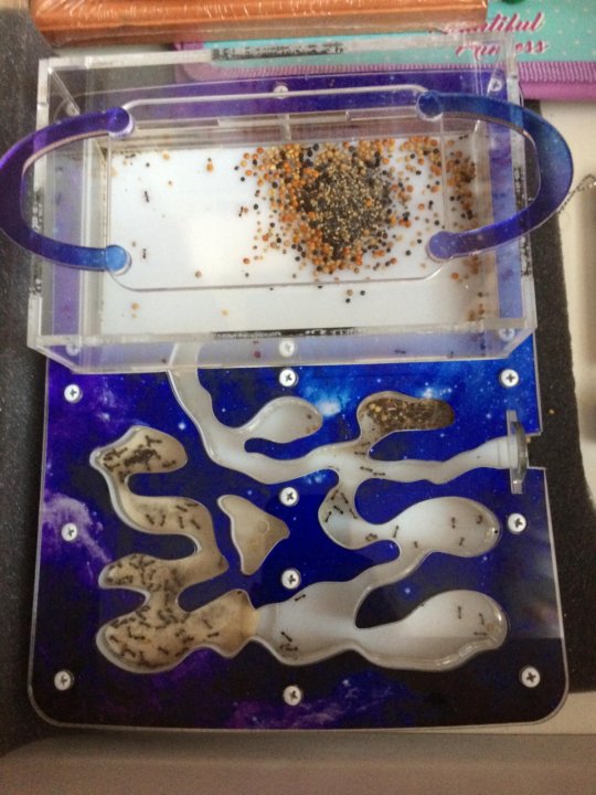 муравьиная кислота и гидроксид кальция. взаимодействие муравьиной кислоты с карбонатом натрия. надёжность муравьиной фермы. реакции с формиатом кальция. формиат кальция связь химическая.