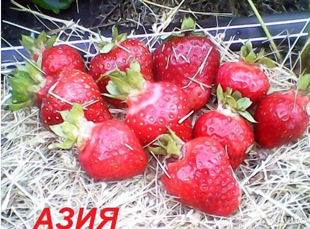Азия описание сорта фото