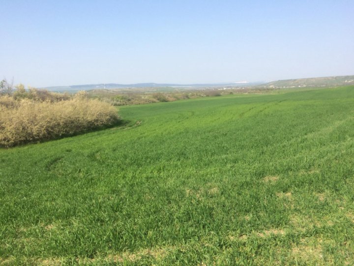 Участок в белогорском районе. Дивное Белогорский район. Ароматное Белогорский район Крым. Продам землю сельхозназначения в Зуе.