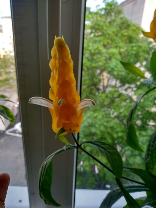 Пахистахис Фото Комнатный