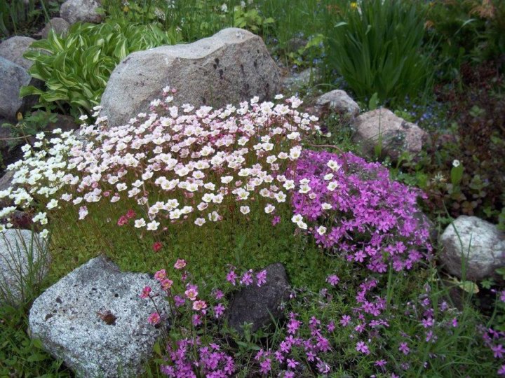 Камнеломка в ландшафтном дизайне фото Неактивно