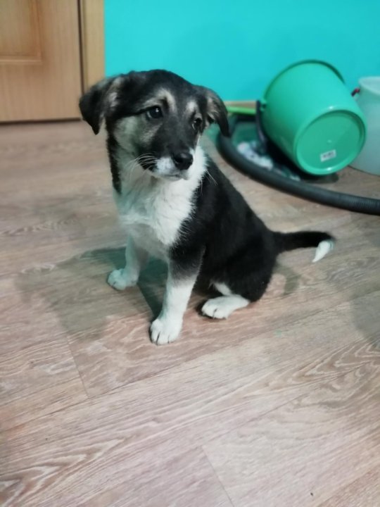 авито благовещенск животные. отдам собаку в добрые руки цимлянская. аляскинский маламут щенок. аляскинский маламут. гомосексуальные собаки.