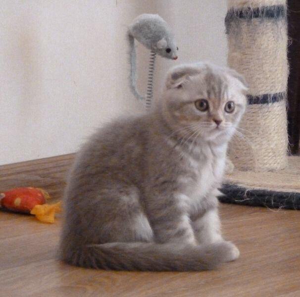 Лиловый Окрас Шотландских Кошек