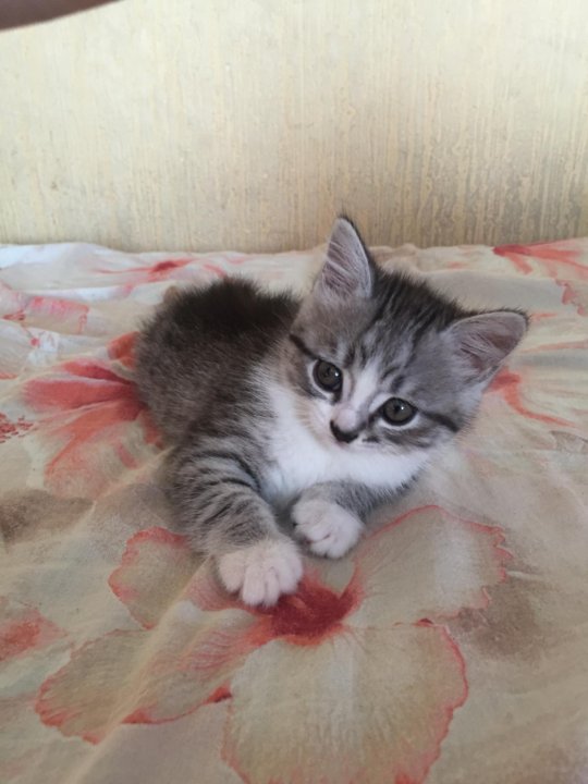 Авито Балаково Купить Котенка С Фото