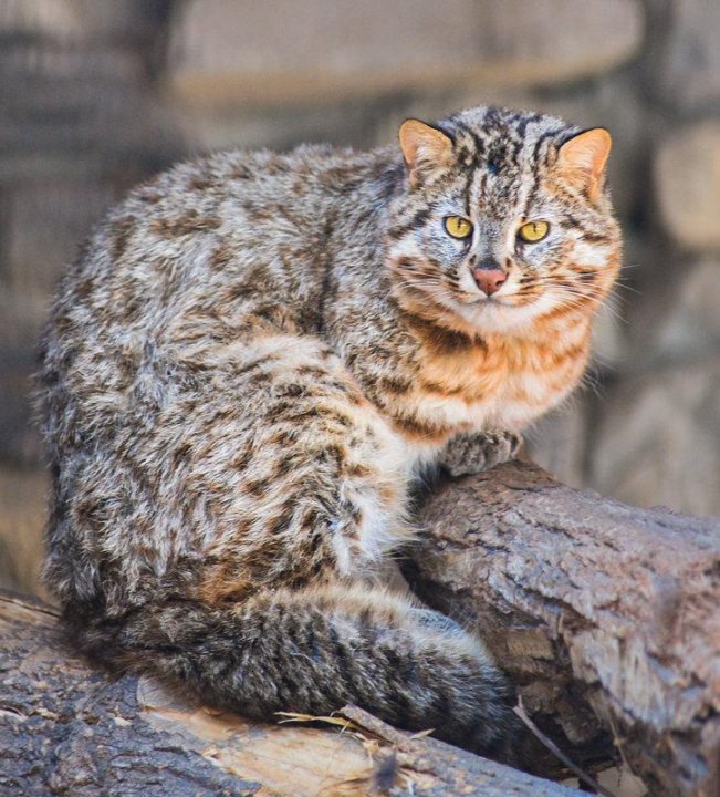 Амурский лесной кот фото Неактивно