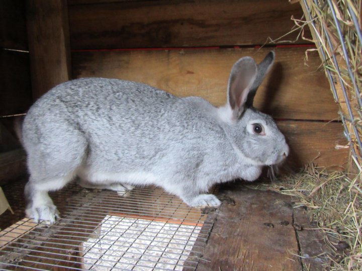 блочники. вязаный комбез для чихуа. сколько стоят немецкие шпицы с документами.