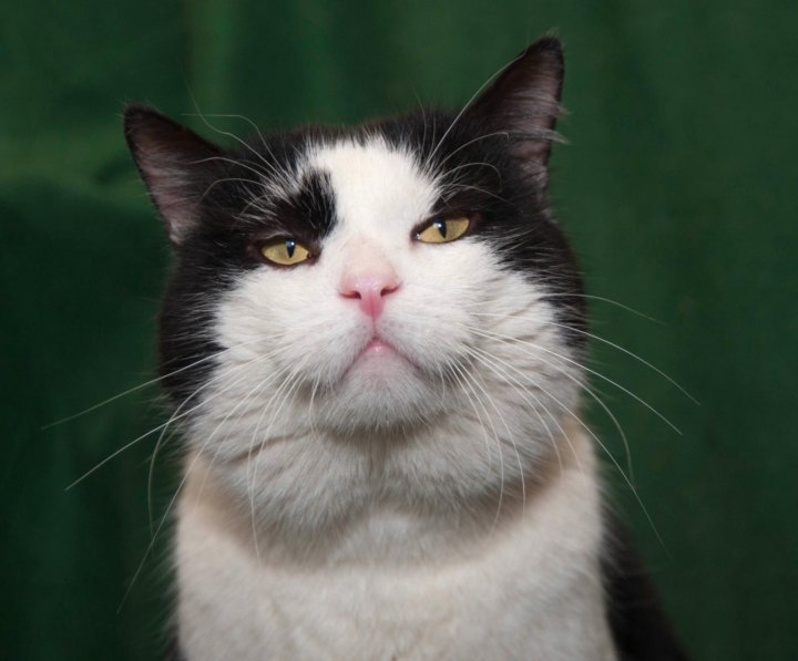 Гордый красавец. Мудрый тигр. Гордый красавец. Шикарный мужчина. Гордый красавец.