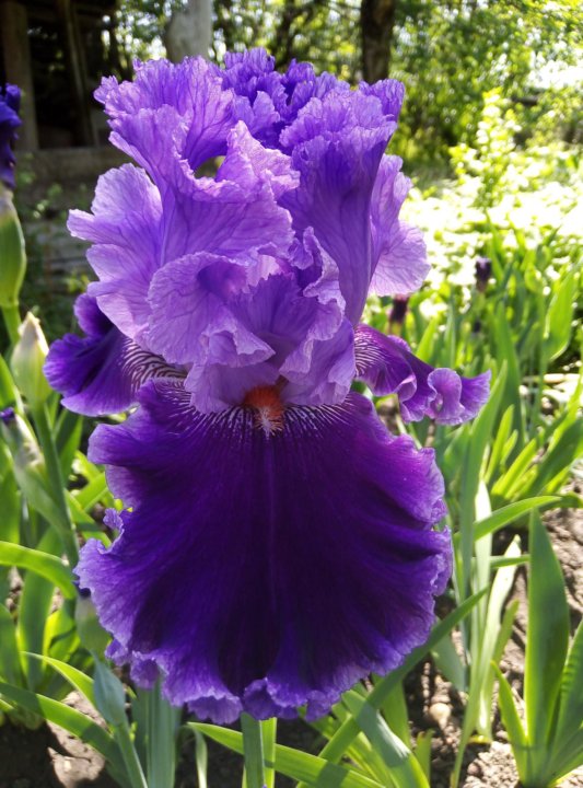 Ирис бородатый. Сорта ирисов. Ирис фиолетовый тонколистный. Ирис ферзь. Ирис германский амбассадор.