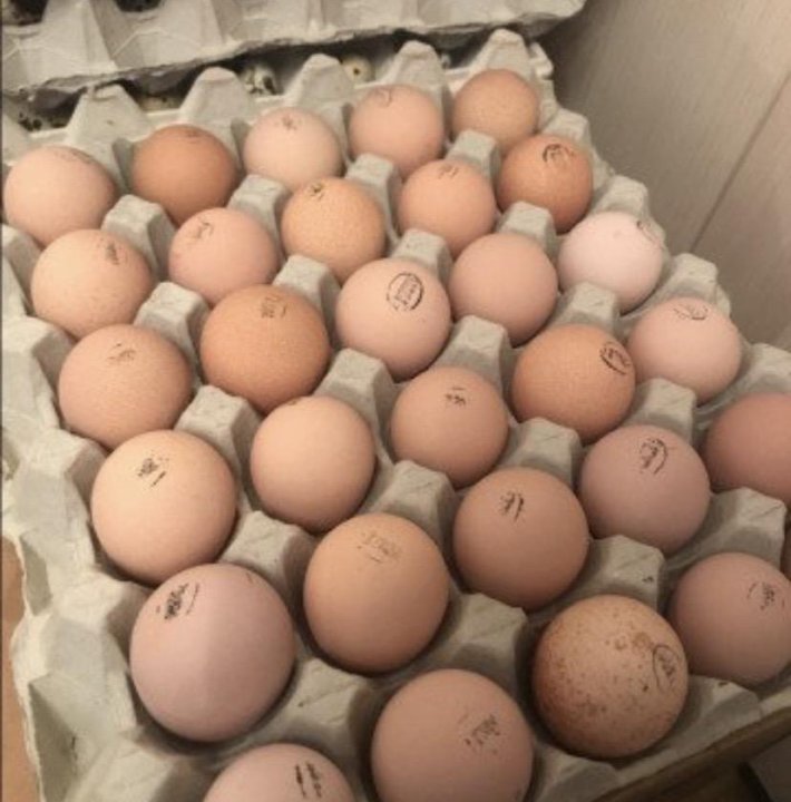 Инкубационное яйцо бройлера купить. Где закупают яйцо бройлера. Купить бройлерные инкубационные яйца
