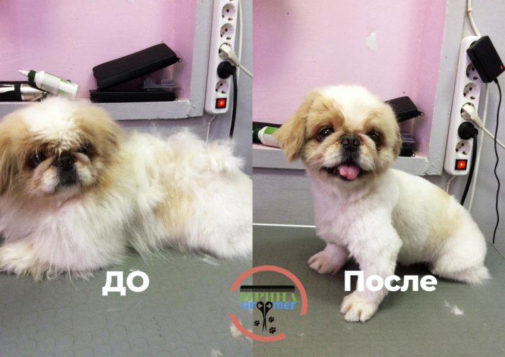 Стрижка йорка под микки мауса. Бивер-йоркширский терьер стрижки. Грумер батайск. Грумминг папильона. Грумер батайск.