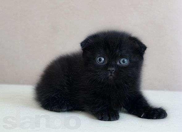 Шотландская вислоухая котята фото черного окраса