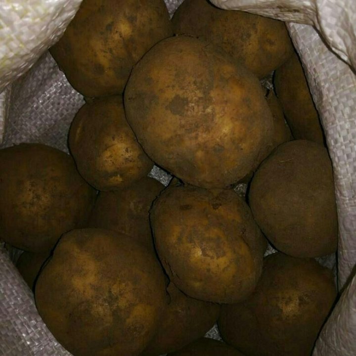 Сорт Картофеля Адретта Характеристика Фото
