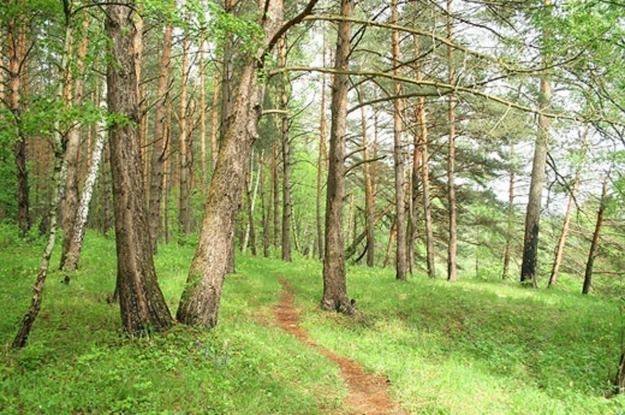 Кесслерский лес