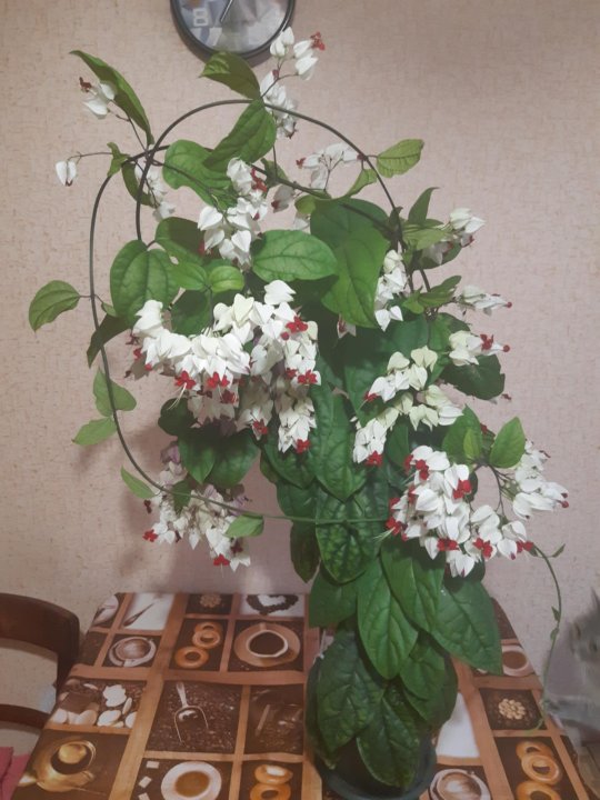 Клеродендрум Купить Семена В Интернет Магазине