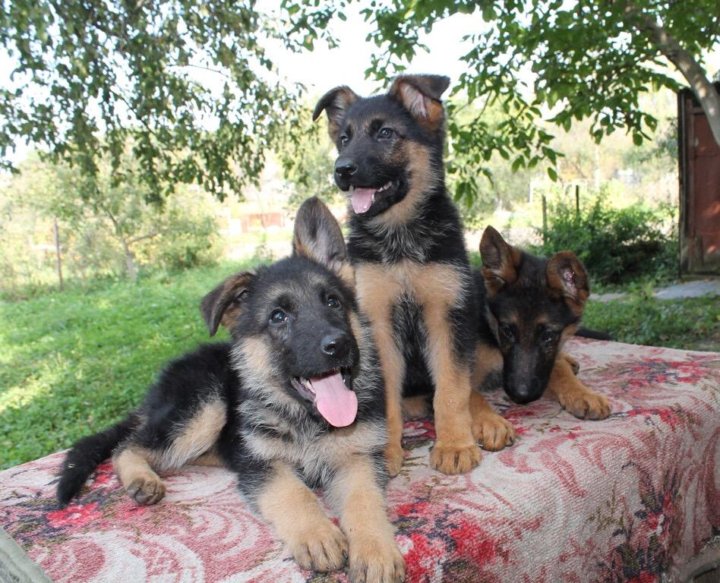 Чистокровная овчарка щенок. Щенок 1,5 месяца метис немецкой овчарки. Немецкая овчарка помесь щенок 1 месяц. Как отличить щенка немецкой. Щенки немцы щенки.