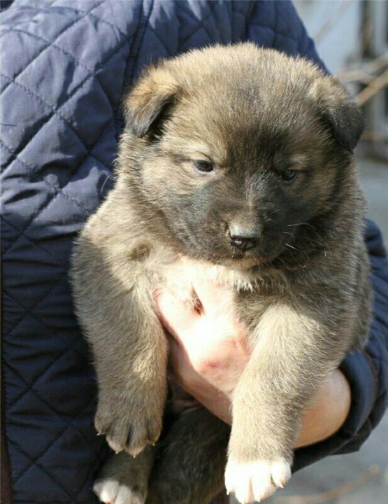 Метис лайки щенки. Метис западно сибирской лайки и маламута. Метис лайки щенки. Метис лайки и овчарки. Метис хаски и лайки щенки 2 месяца.