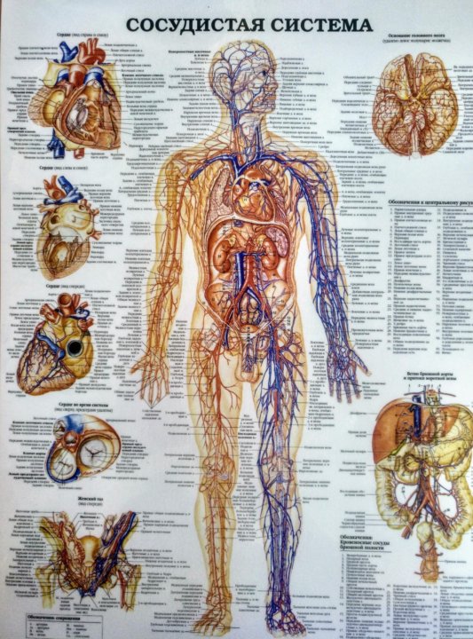 Анатомия в школе в каком классе. Кровеносная система анатомический плакат. Анатомия и физиология человека книга. Анатомия 9 класс учебник. Страницы из ученика по анатомии скан.