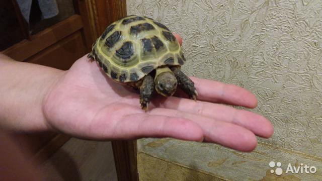 Черепахи москва сухопутная. Отдам сухопутную черепаху. Отдам черепашку в добрые руки. Черепаха сухопутная в добрые руки. Черепашки Сухопутные в добрые руки в Москве.