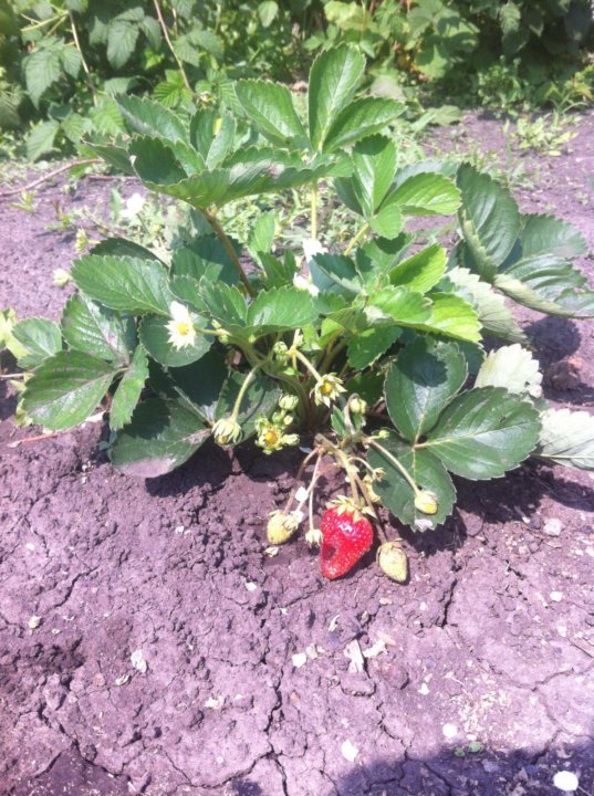 Размножение клубники делением куста осенью. Садовая земляника усики. Земляника ремонтантная безусая. Земляника садовая размножение делением куста. Как размножить безусую землянику.