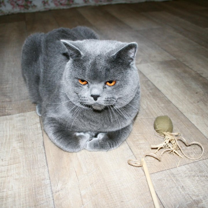 Кошка Реальные Фото