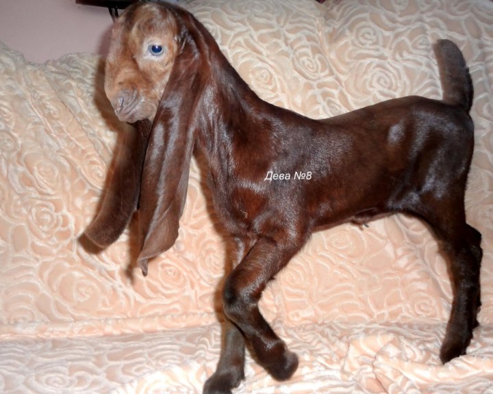 Авито камори. Камори- нубийские. Козы Камори. Коза коричневая с длинными ушами порода. Нубийская коза Камори взрослая.