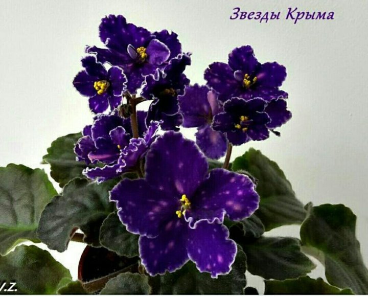 Фиалка звезды крыма фото Фиалки - купить в Новосибирске, цена 30 руб., продано 29 мая 2019 - Растения и с