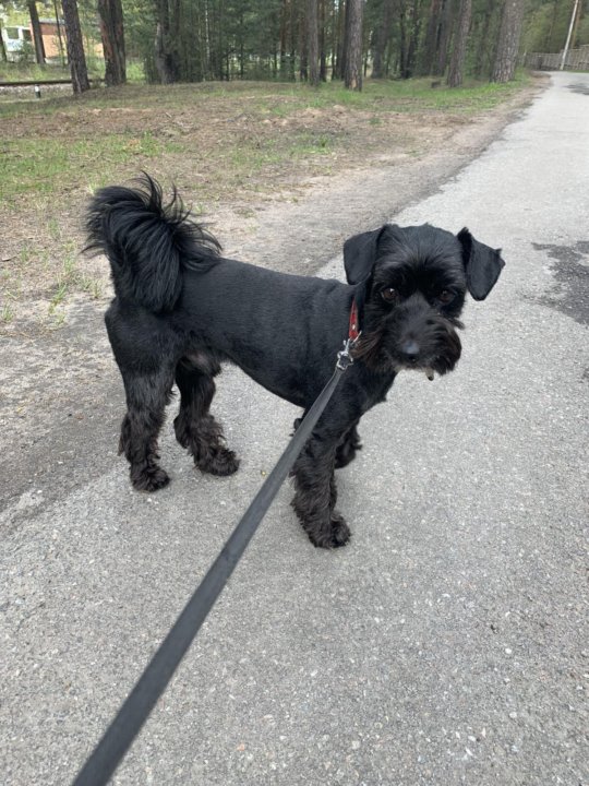 собаки сестрорецк