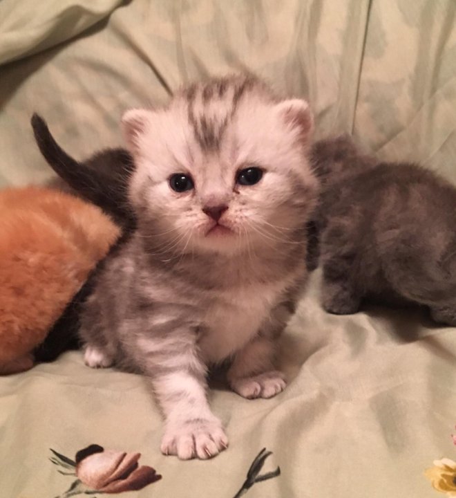 Котенок в возрасте 1 месяц фото