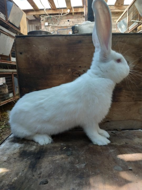 Купить кролика серого. Кролик бело серый. Кролик серо белый. Белый великан кролик купить. Белый великан смешивание с другой породой.