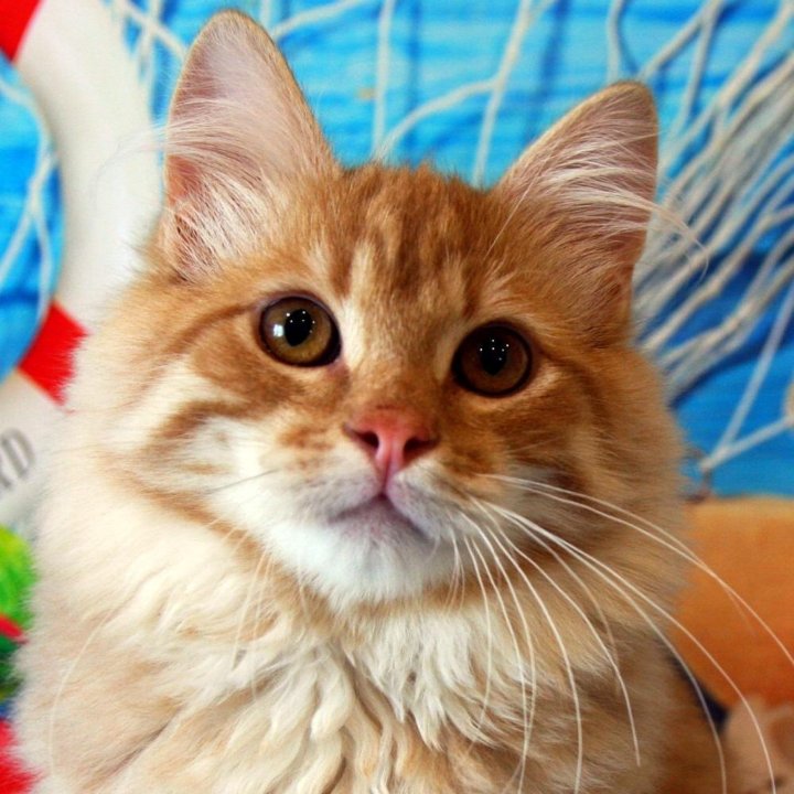 Сибирский рыжий кот