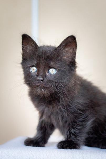 Фото Пушистый, черный кот
