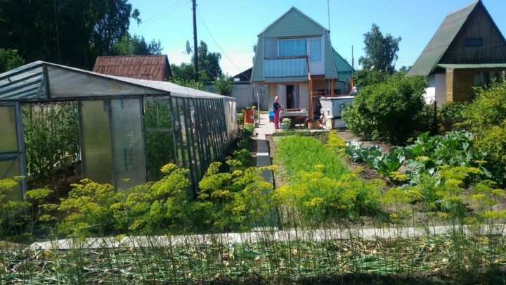 Огурцово. Огурцово Новосибирская область. Огурцово (Новосибирск). Поселок Огурцово НСК. Огурцово ДНТ тепличный.