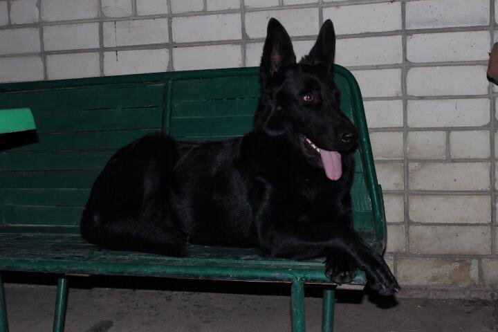 авито армавир животные