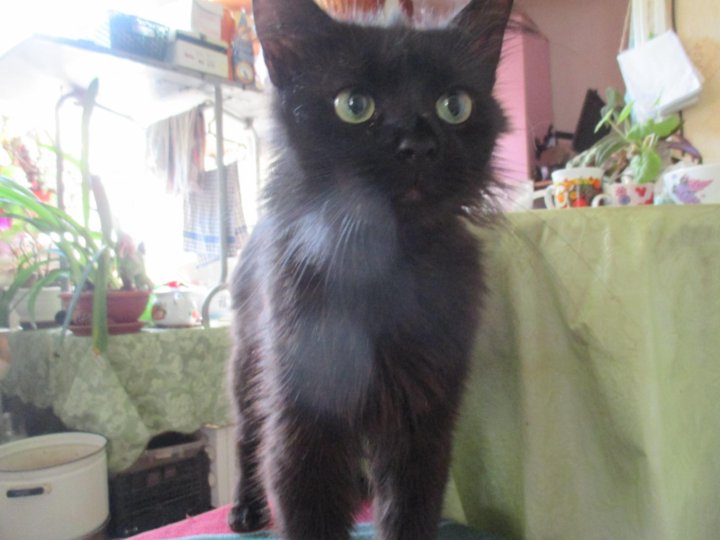 Открытка крутой кот. Одноухий кот. Кот чак. Кот чак. Кот в еврейской шапочке.