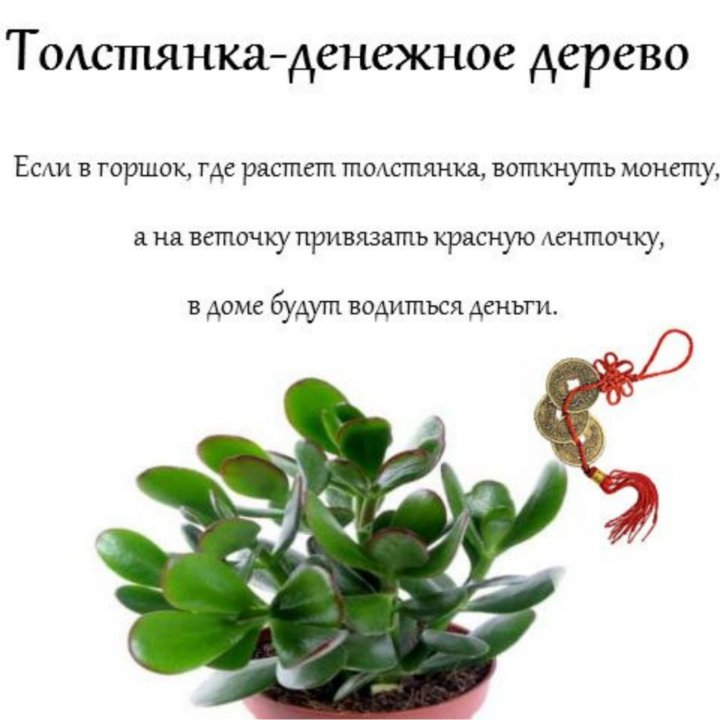 Что означает денежное дерево. Толстянка денежное дерево описание. Рассказ о денежном дереве. Денежного дерева сведения. Описание комнатного растения денежное дерево.