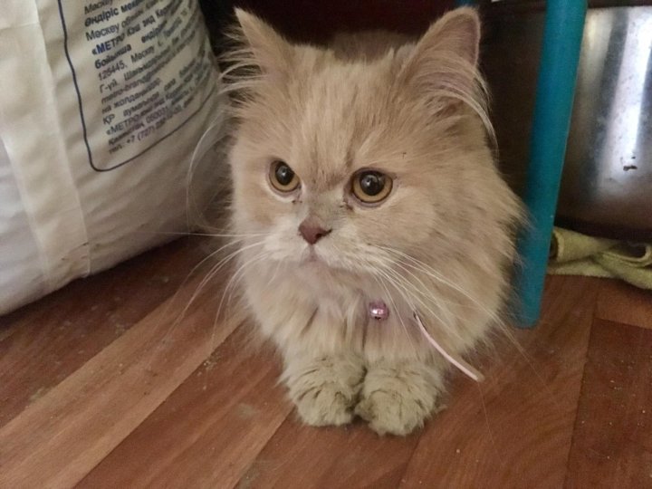 Кошки барахолка